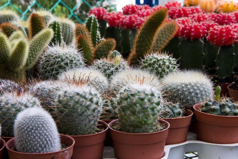Por qué no comprar plantas en invierno (y qué sí conviene)