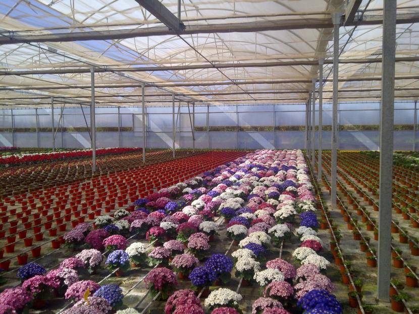 Plantas expuestas en un vivero
