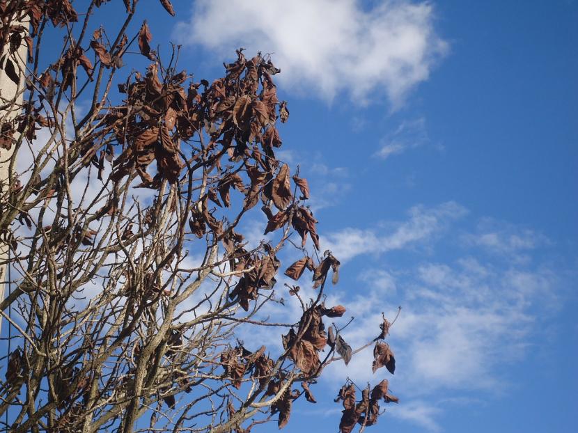 Por qué se caen las hojas de las plantas en verano