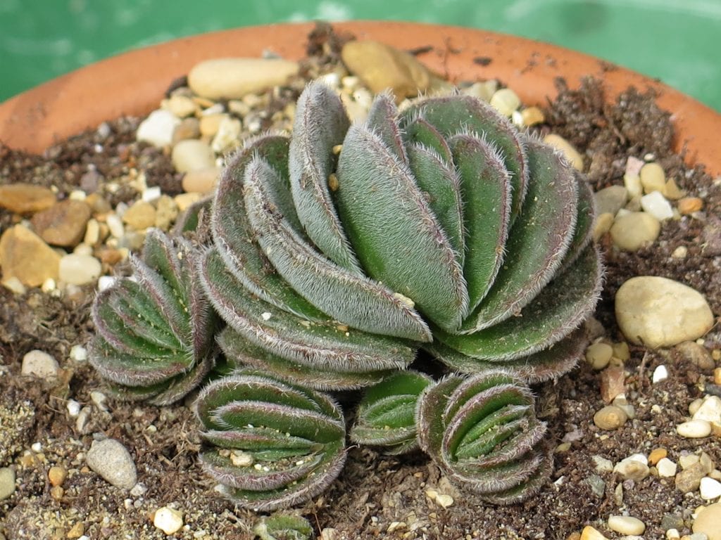 Por qué se mueren las plantas: causas reales y diagnóstico