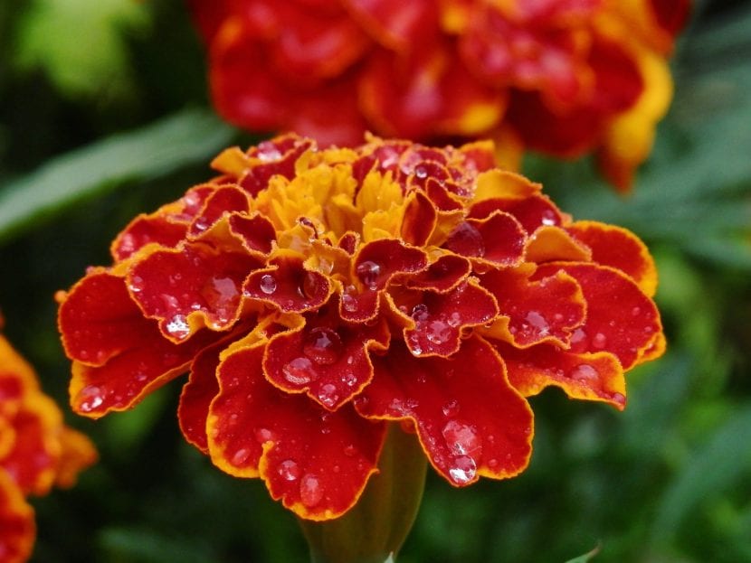 Claveles en flor