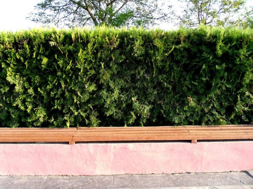 Seto alto de ciprés como pantalla vegetal