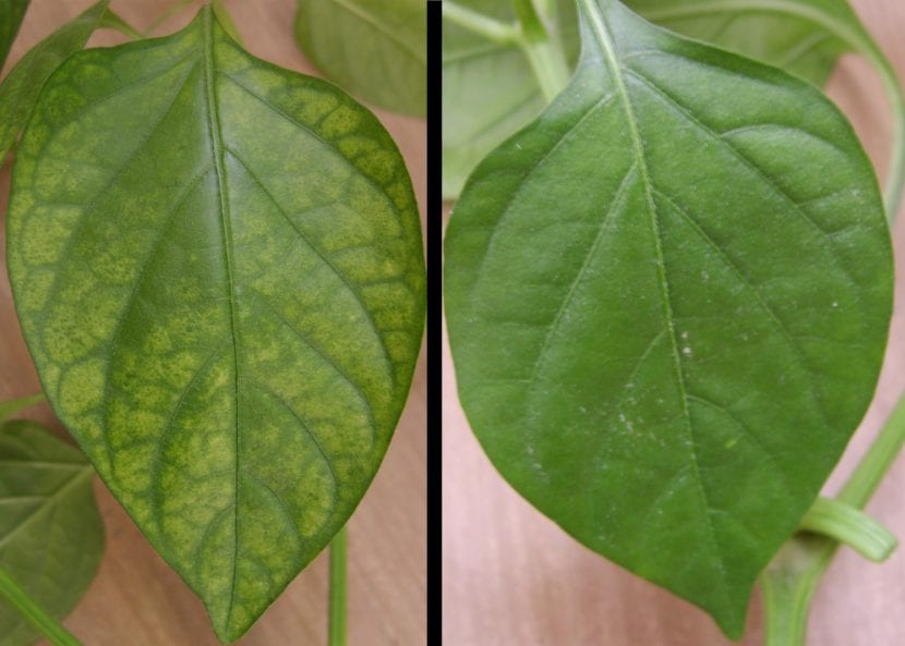 Hoja con clorosis y nervios verdes