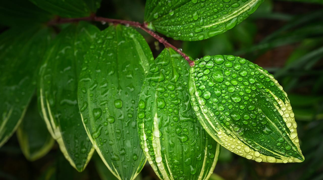 Qué es el abono foliar y cuándo aplicarlo bien