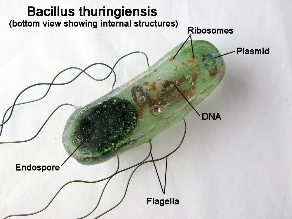 Bacillus thuringiensis: qué es, cómo actúa y cuándo aplicarlo