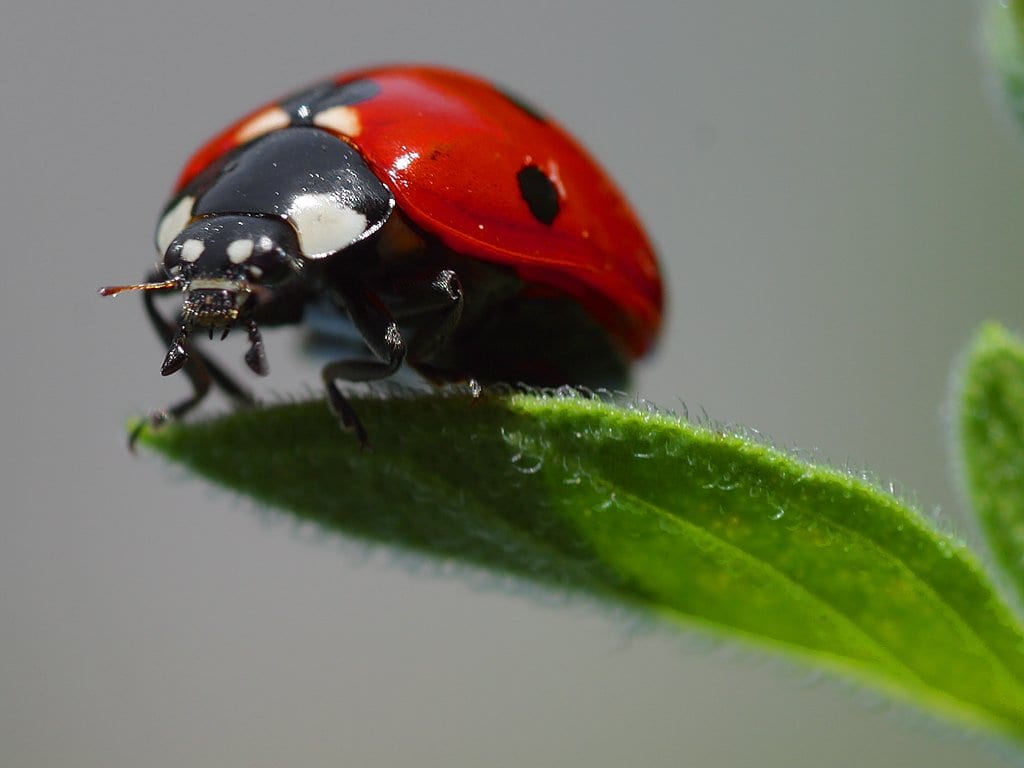 Lucha biológica: control de plagas con enemigos naturales