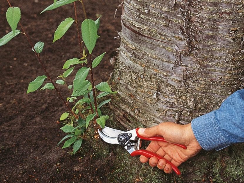 Chupones creciendo en el tronco de un árbol
