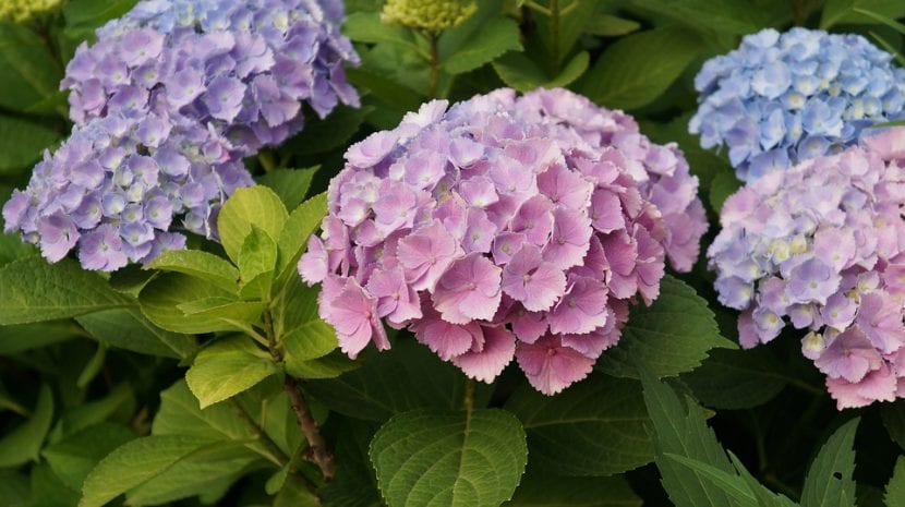 Planta de hortensia en maceta lista para plantar