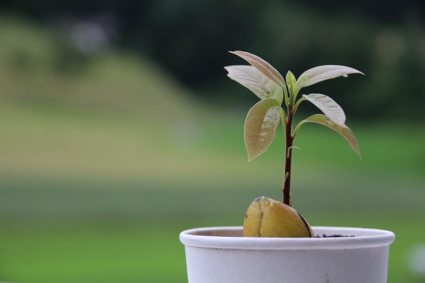 Planta joven de aguacate recién replantada en maceta