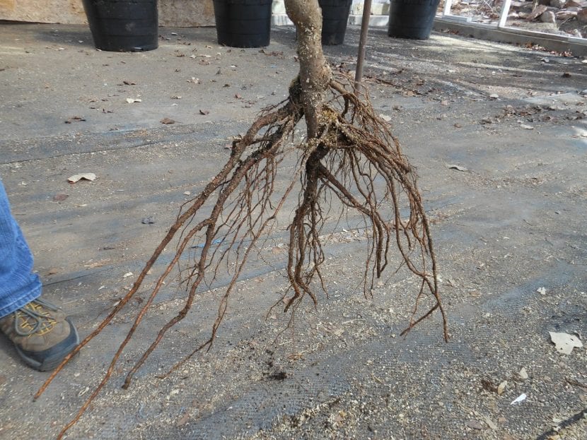 Árbol joven a raíz desnuda con el sistema radicular al descubierto