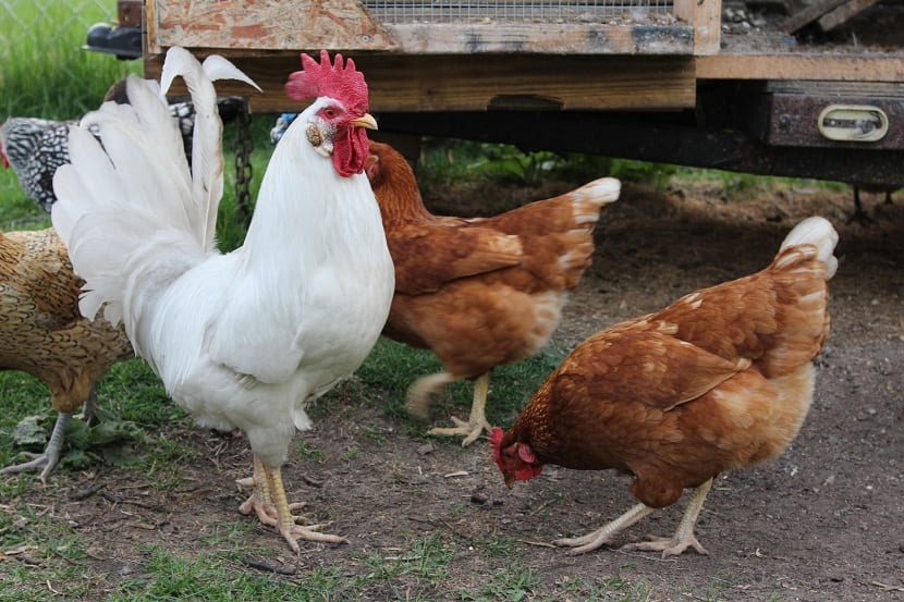Gallinaza: qué es, cómo obtenerla y a qué dosis usarla