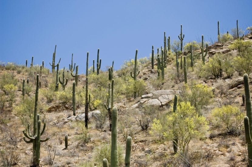 Ejemplar adulto de Carnegiea gigantea