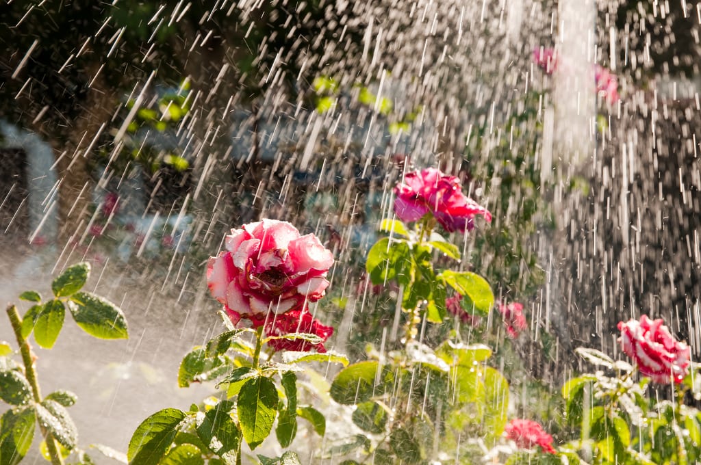 Regando las flores del jardín con una regadera