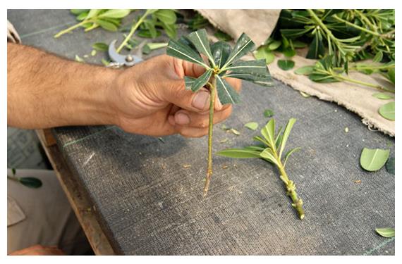 Multiplicar plantas por hoja: especies y técnica