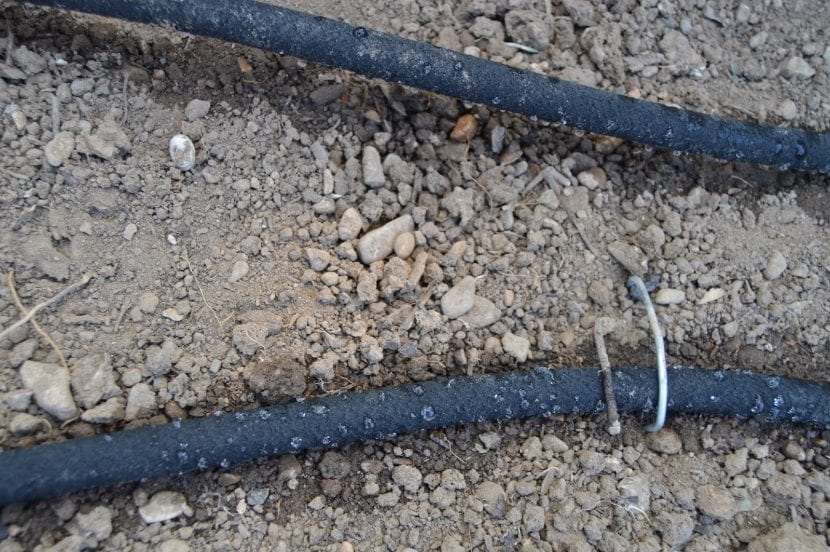 Cinta de riego exudante en funcionamiento