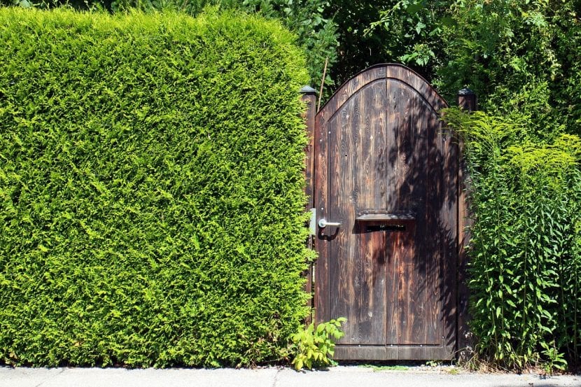 Seto que delimita y da privacidad a un jardín
