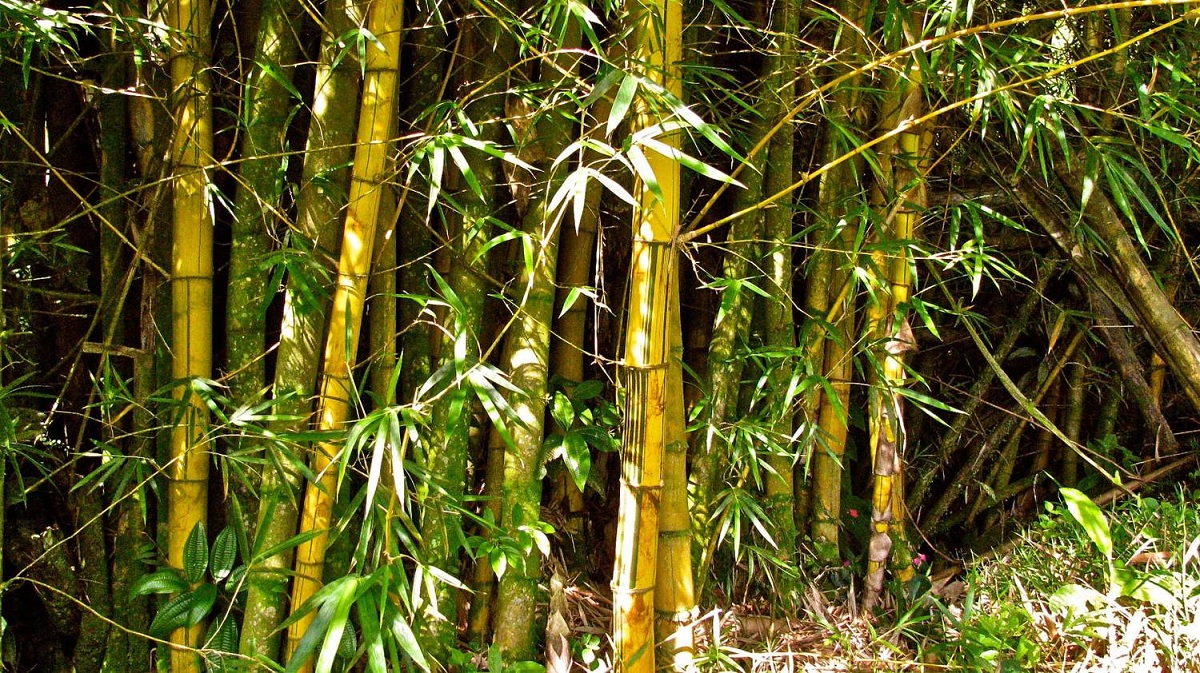 Bambusa: especies, cultivo, poda y usos del bambú cespitoso