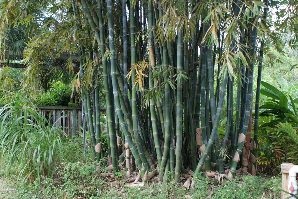 Variedad de bambusa de caña amarilla rayada