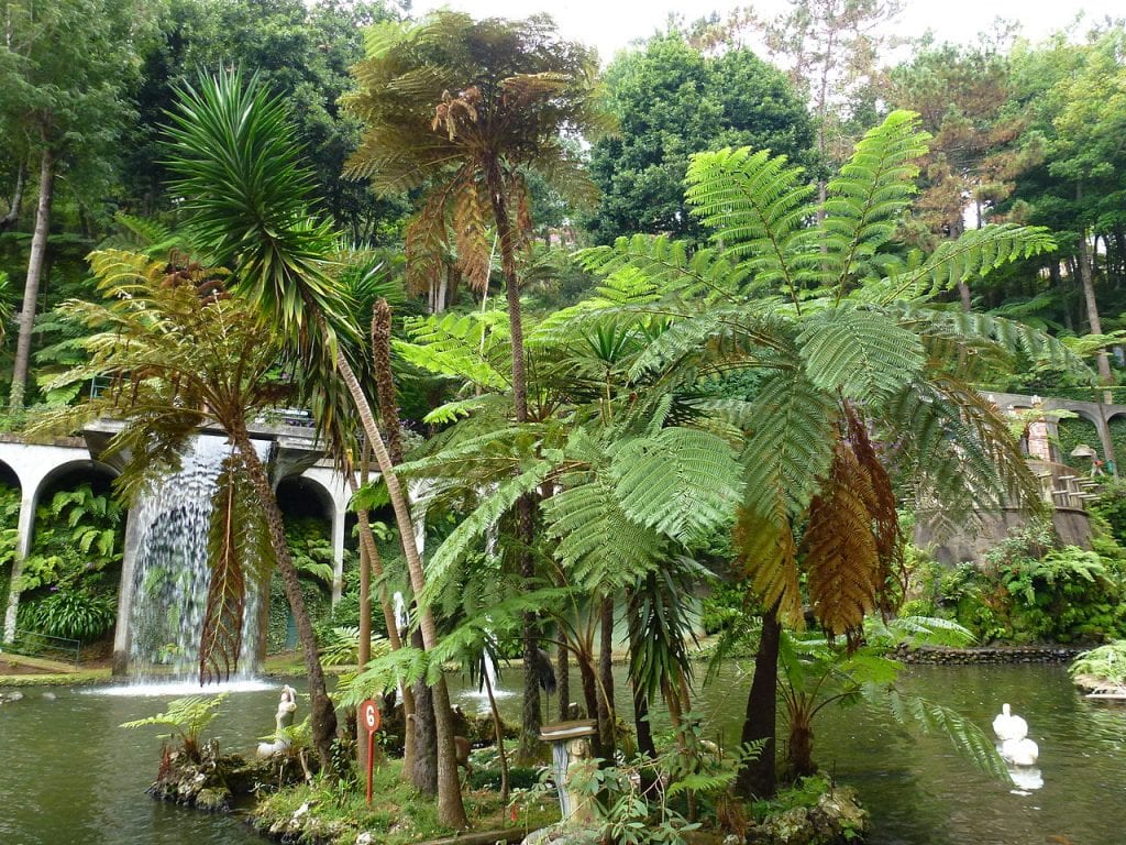 Helechos arbóreos en un jardín umbrío