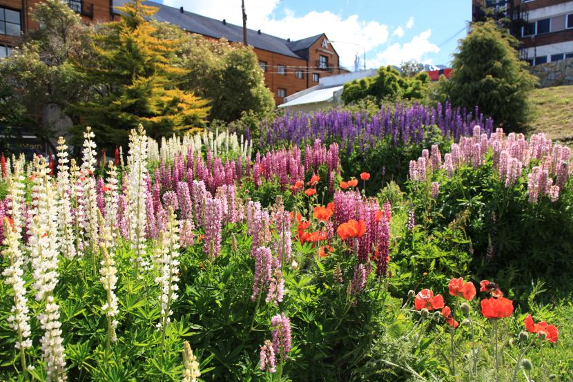 Jardín con macizos de flores de distintos colores