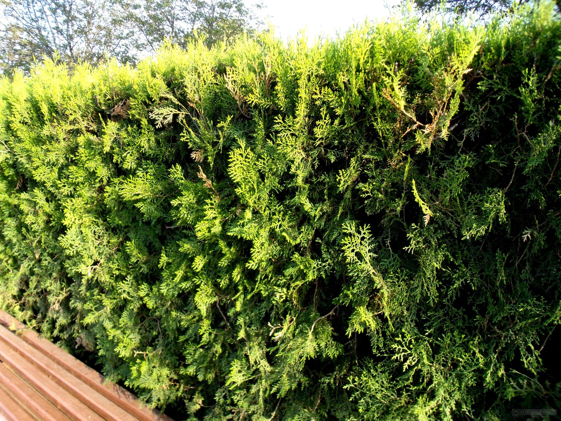Cómo cercar mi jardín: setos, vallas y normativa