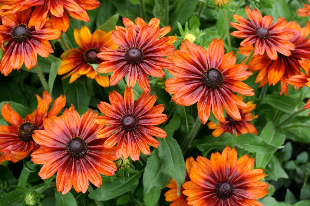 Cómo empezar un jardín de flores en el exterior paso a paso