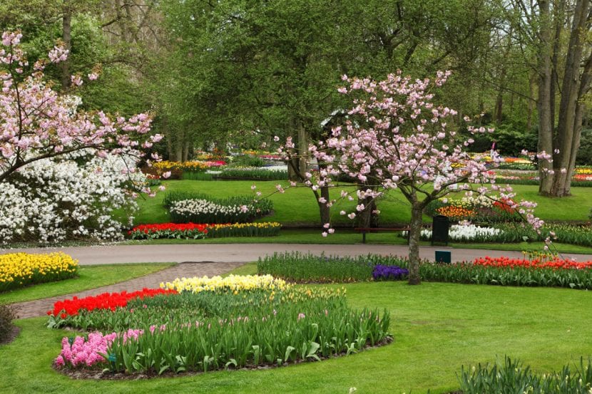 Flores bulbosas plantadas en un jardín