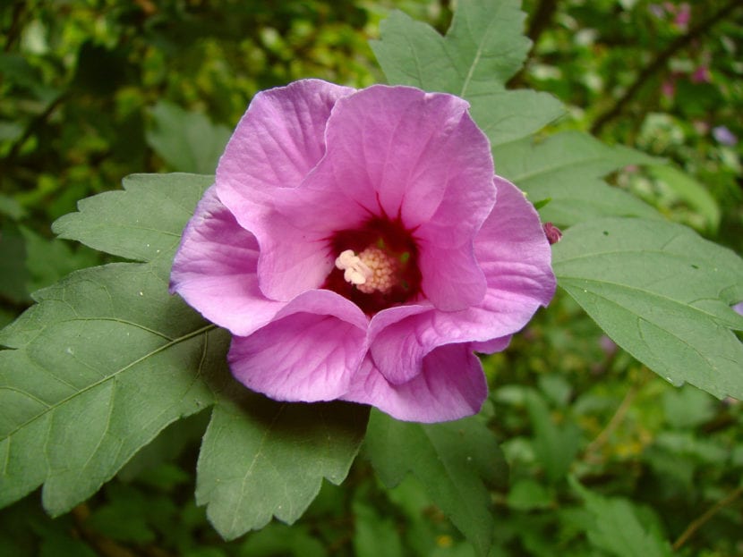 Hibiscus syriacus en flor, ideal para bordes naturales de verano