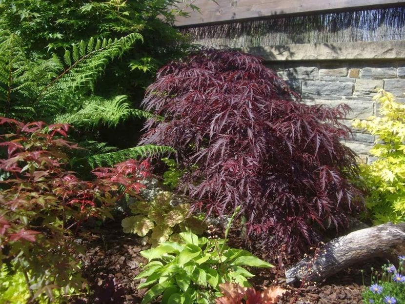 Arces japoneses y heucheras combinados en un jardín de sombra