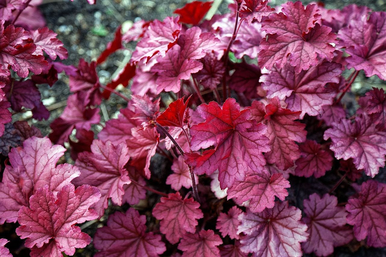Heucheras: guía para decorar de color las zonas de sombra