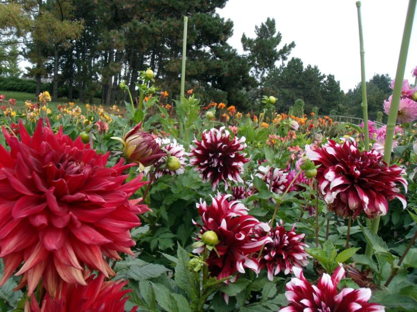 Dalias en flor en un arriate de jardín