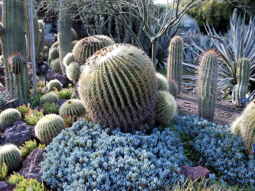 Cactus columnar en un jardín de bajo consumo de agua
