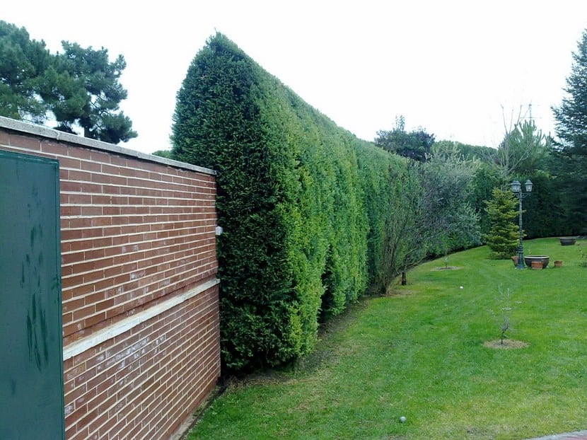 Seto denso delimitando un jardín