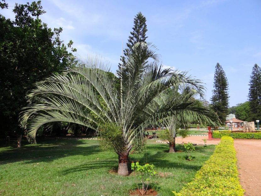 Ejemplar de Dypsis decaryi o palmera triangular en un jardín