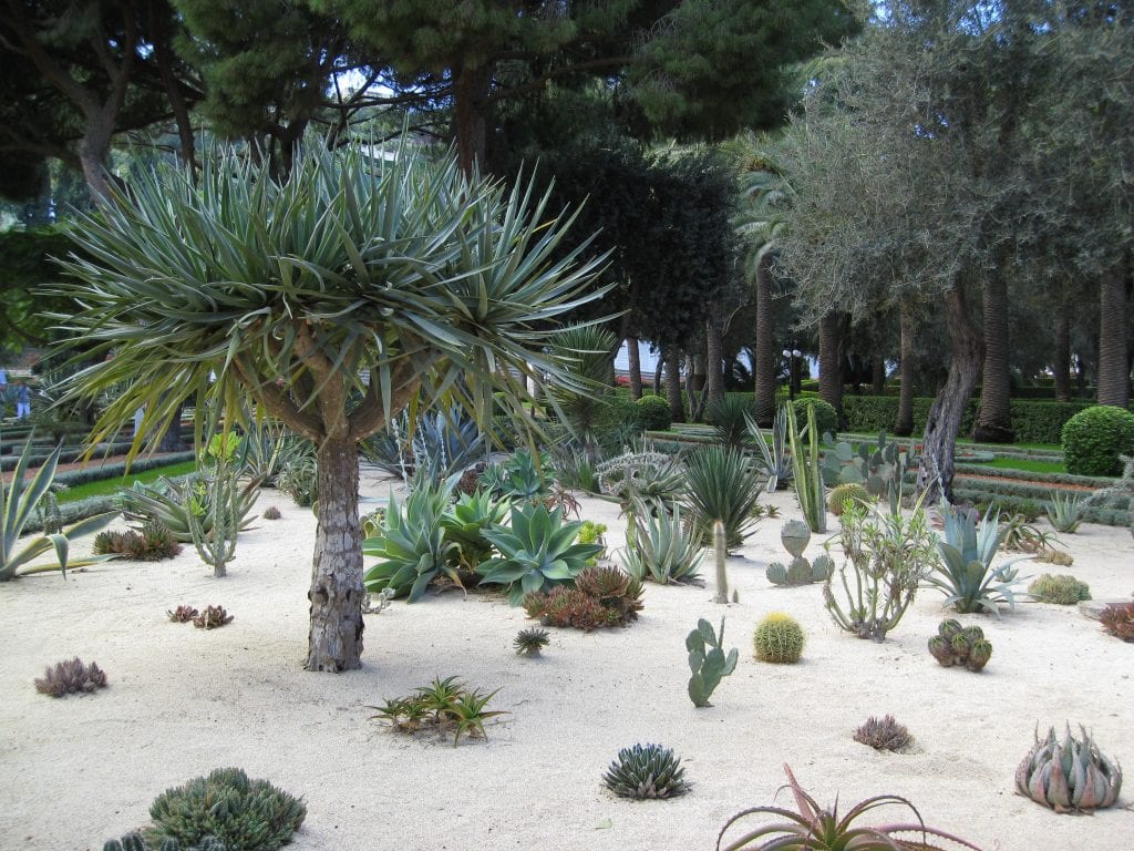 Jardín de suculentas: drenaje, sustrato y especies