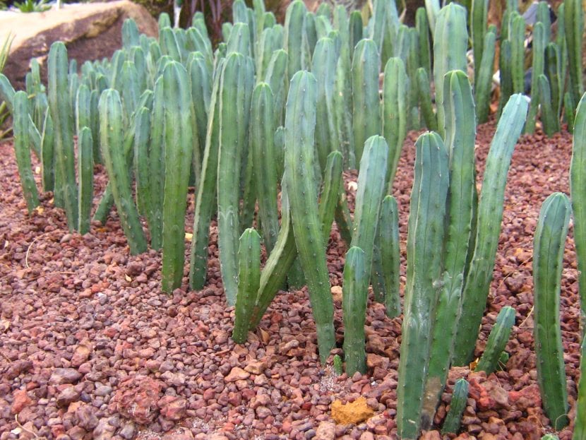 Roca volcánica porosa empleada en jardinería de bajo consumo de agua