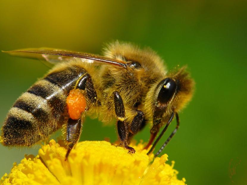 Abeja polinizando una flor