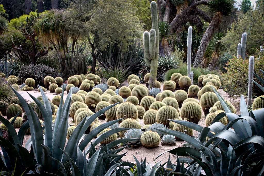 Cactus y crasas en un jardín de bajo consumo de agua