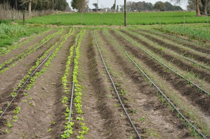 Instalación de riego por goteo en un parterre