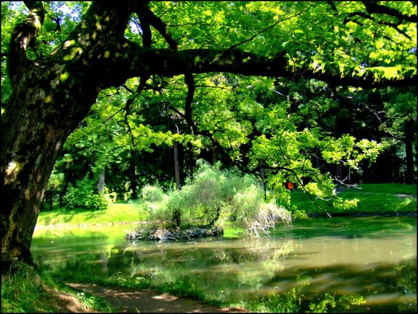 Árbol de sombra en un jardín