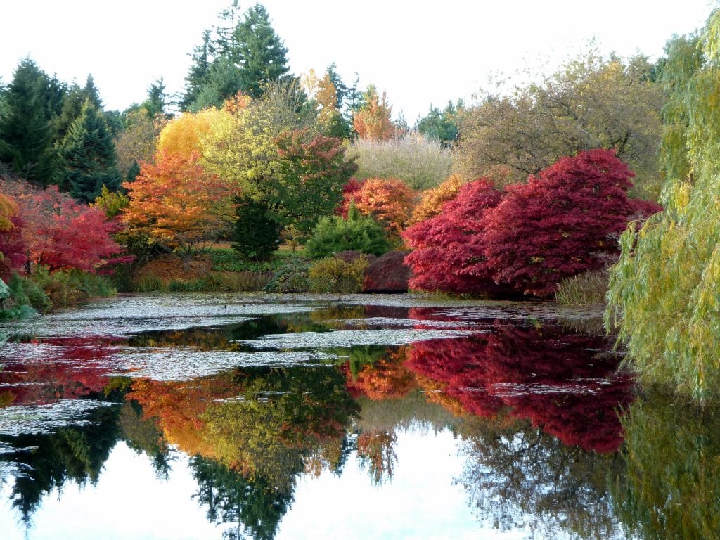 Decorar el jardín con árboles: especies y colocación