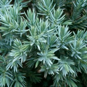 Juniperus squamata Blue Star, conífera enana de follaje azulado