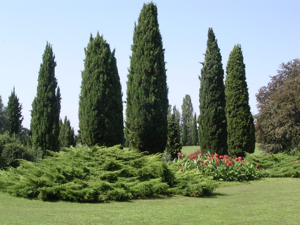 Decorar el jardín con coníferas: especies, diseño y poda