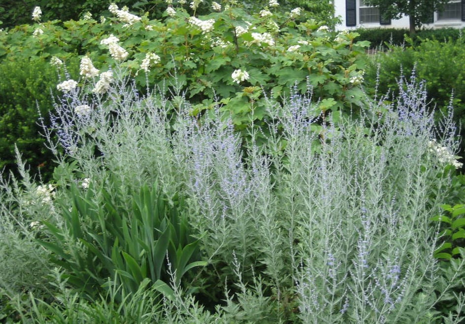 Jardín de plantas aromáticas: guía para crearlo paso a paso