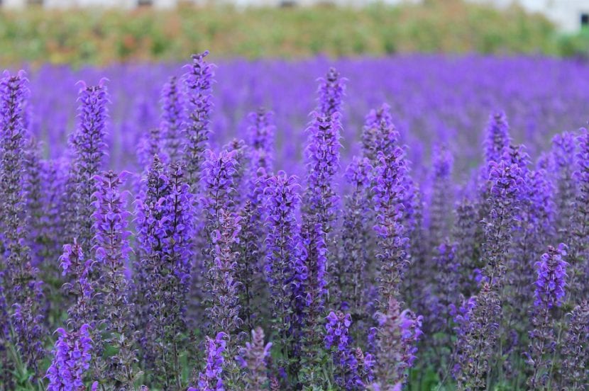 Lavanda en flor en un jardín de aromáticas