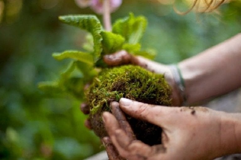 Paso a paso de la elaboración de una kokedama con sustrato y musgo