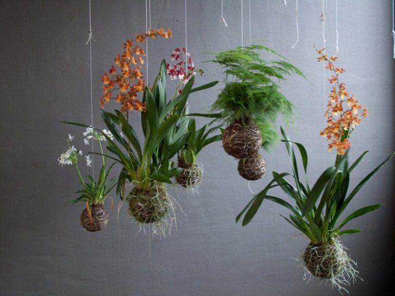 Jardín colgante formado por varias bolas de musgo con distintas plantas