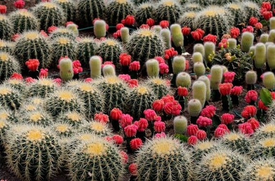 Jardín desértico: suelo, grava, plantas y riego en España