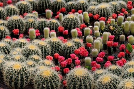 Jardín desértico con gravas, rocas y plantas suculentas