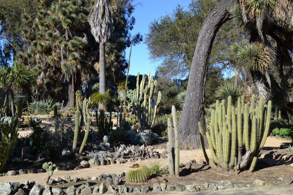 Jardín de cactus con gravilla y ejemplares de distinto porte